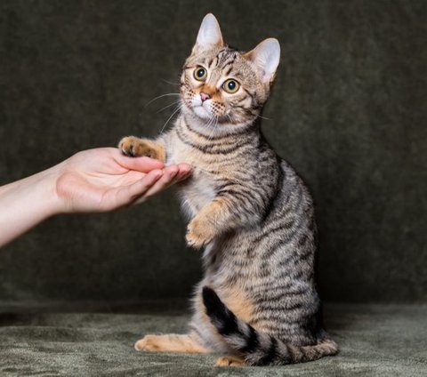 Gemes Banget, Ini 8 Jenis Kucing Lucu Berkaki Pendek yang Bisa Diadopsi