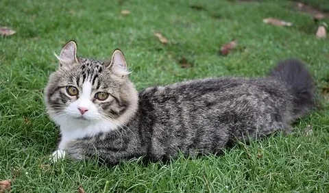 Kinkalow sangat menyenangkan dan baik hati, membuat mereka menjadi kucing keluarga yang sangat baik.