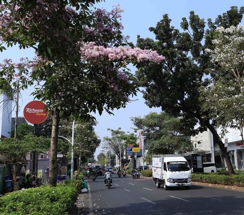 Jakarta Rasa Tokyo: Tabebuya Flowers Blooming on Kemang Raya