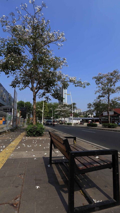 Kesan estetik nampak ketika guguran bunga-bunga jatuh di trotoar yang membuat Jakarta terasa di Jepang.