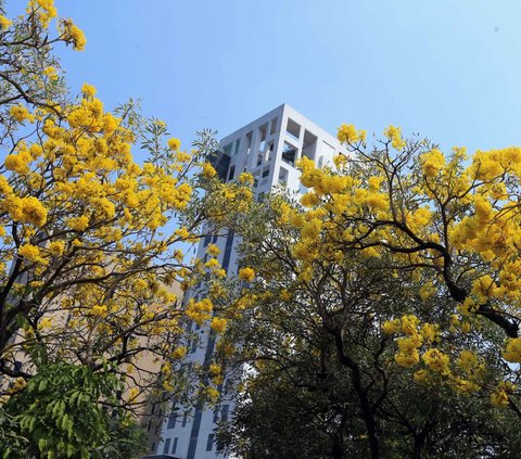 Jakarta Rasa Tokyo: Tabebuya Flowers Blooming on Kemang Raya