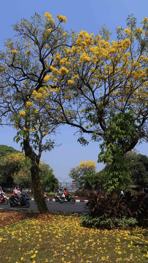 Bunga Tabebuya Bermekaran di Kemang, Jakarta Rasa Tokyo