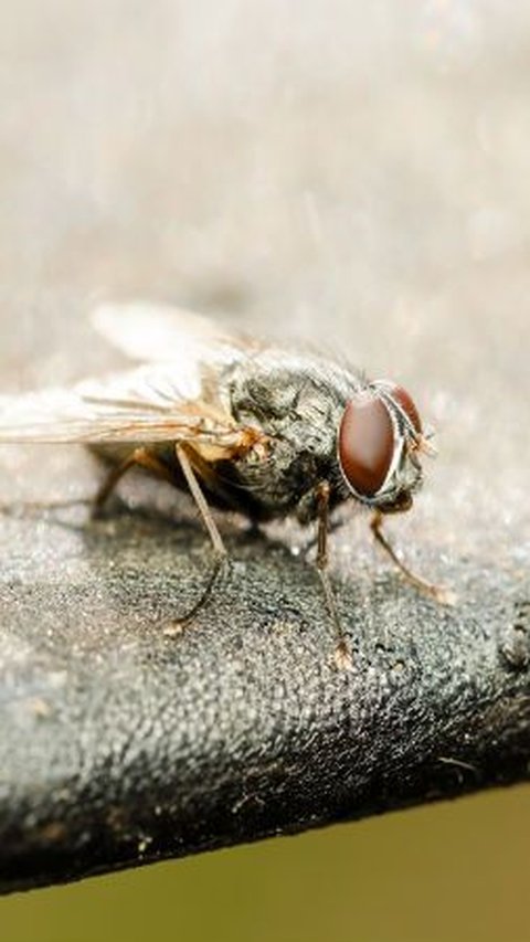 Ilmuwan Temukan Lalat yang Tak Bisa Terbang, Padahal Sayapnya Utuh