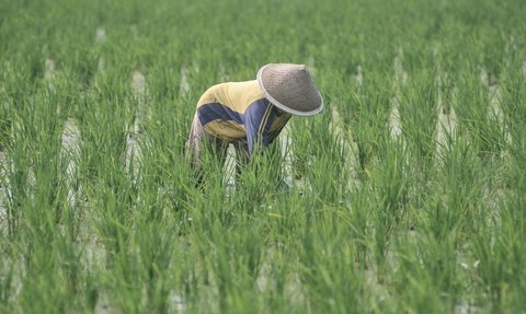 7 Jalan Keluar Buat Pemerintah Agar Harga Beras Segera Turun