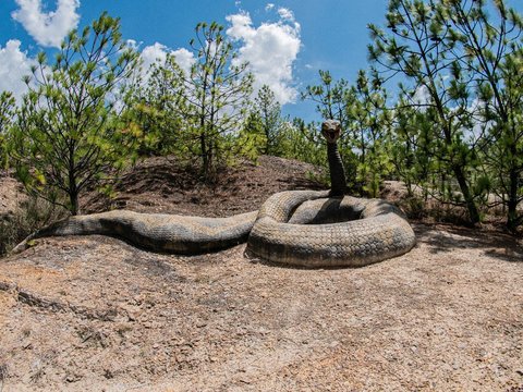 8 Meaning of Dreaming of Python Snakes, Married Couples Beware If Dreaming of the Reptile Entering the House