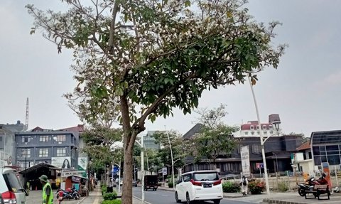 Bunga Tabebuya Mekar di Kemang, Bikin Anak Jaksel Betah: Ini Tuh Bagus Parah