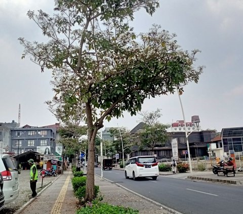 Bunga Tabebuya Mekar di Kemang, Bikin Anak Jaksel Betah: Ini Tuh Bagus Parah