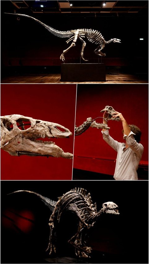 FOTO: Penampakan Kerangka Dinosaurus Berusia 150 Juta Tahun yang Dilelang Rp19 Miliar di Paris
