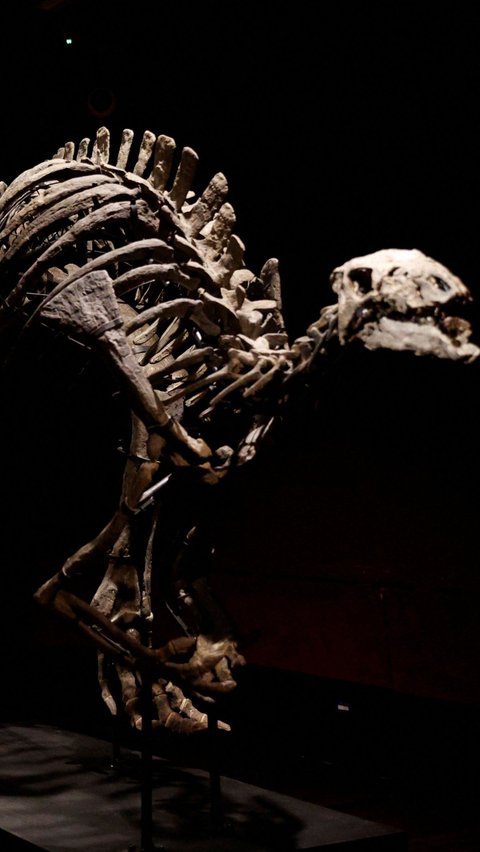 Kerangka Camptosaurus ini diketahui berasal dari periode Jurasic akhir sekitar 150 juta tahun yang lalu.