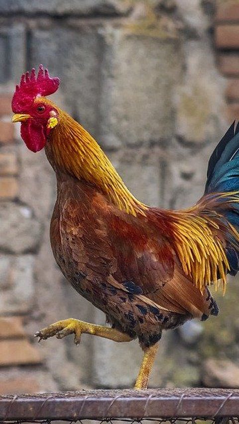 Seekor Ayam Bisa Prediksi Hasil Pertempuran Prajurit Romawi, Begini Kisahnya