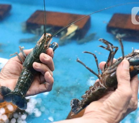 Sehari-hari, Heru Setiawan, warga Desa Jogoloyo, Kecamatan Sumobito, Kabupaten Jombang bekerja sebagai buruh pabrik. Tak mau hanya mengandalkan penghasilan dari pabrik, ia melakukan budi daya lobster air tawar.