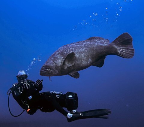 Perairan di dekat Pantai Boynton, Florida, Amerika Serikat menjadi salah satu spot eksotis bagi para penyelam. <br><br>Pasalnya, di sana dapat dijumpai kawanan ikan kerapu raksasa penghuni Samudera Atlantik.