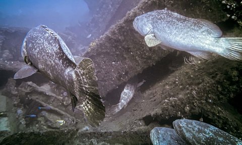 FOTO: Rentan Punah, Ini Penampakan Ikan Kerapu Raksasa Seukuran Manusia yang Huni Samudera Atlantik