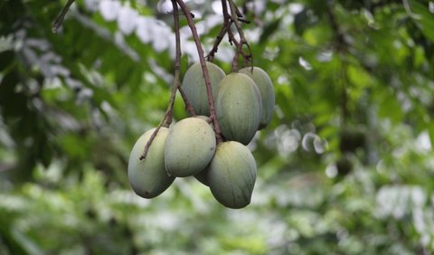 <b>Mimpi Makan Buah Mangga Menurut Primbon Jawa</b>