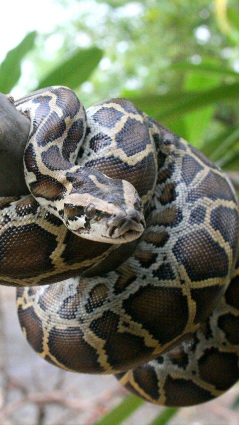 Exciting Moment Python Slithers into Resident's House, Mother Realizes When Snake's Head Appears Behind Her Back.