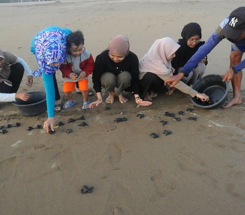 FOTO: Melihat Konservasi Penyu di Kampung Perubahan Iklim Pantai Kili-Kili Trenggalek