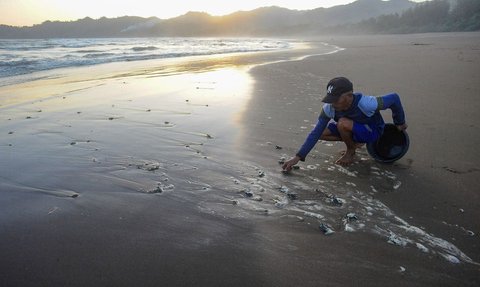 FOTO: Melihat Konservasi Penyu di Kampung Perubahan Iklim Pantai Kili-Kili Trenggalek