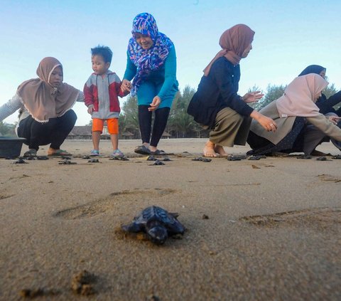 FOTO: Melihat Konservasi Penyu di Kampung Perubahan Iklim Pantai Kili-Kili Trenggalek