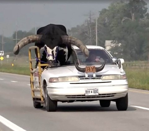 Aparat kepolisian  di Kota Norfolk, Nebraska, Amerika Serikat, terkejut dengan ulah seorang pengendara. Bagaimana tidak, pengendara itu didapati asyik berkendara dengan membawa seekor banteng berukuran besar di kursi penumpang mobil sedan miliknya.