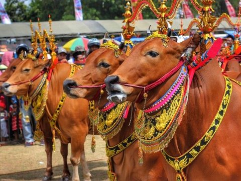 Mengenal Permainan Sapi Sonok Madura, Sapi Tampil Cantik dan Anggun di Pelaminan