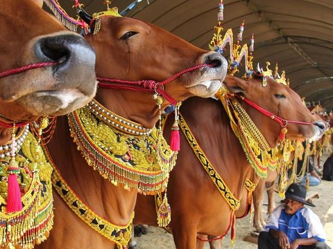 Mengenal Permainan Sapi Sonok Madura, Sapi Tampil Cantik dan Anggun di Pelaminan