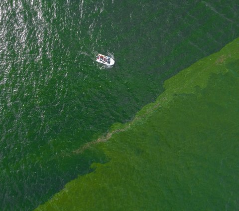 FOTO: Penampakan Pertumbuhan Plankton yang Ekstrem Sampai Ciptakan 'Zona Mati' di Laut Thailand