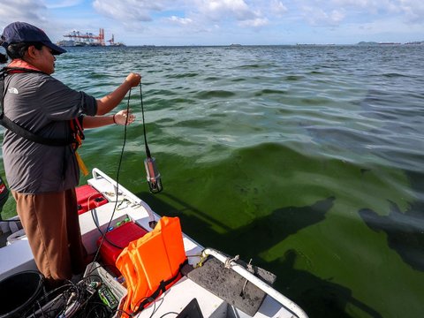 FOTO: Penampakan Pertumbuhan Plankton yang Ekstrem Sampai Ciptakan 'Zona Mati' di Laut Thailand