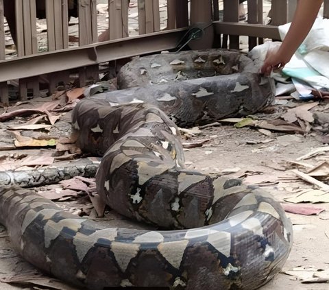 17-Year-Abandoned House in Jakarta Becomes a Nest for Dozens of Pythons