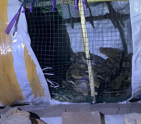 17-Year-Abandoned House in Jakarta Becomes a Nest for Dozens of Pythons
