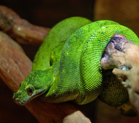 10 Meanings of Dreaming being Chased by a Green Snake, Reflecting Your Psychological State