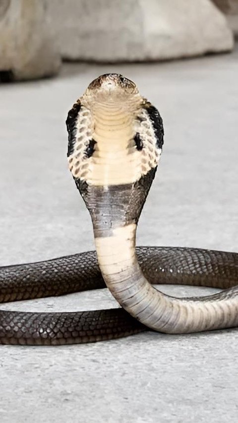 Panji Petualang Mengaku Alami Kejadian Gaib Usai Digigit Ular King Kobra