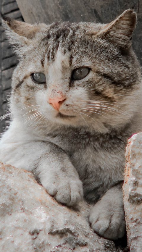 Kucing peliharaan adalah teman setia bagi banyak orang, dan tentu saja, kita ingin menjaga kesehatan dan kenyamanan mereka.