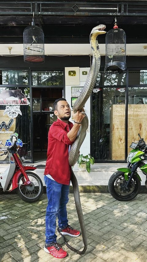 Tangan Panji Petualangan Nyaris Diamputasi Gara-gara Digigit King Kobra, Mendadak Sembuh usai Lakukan Ini