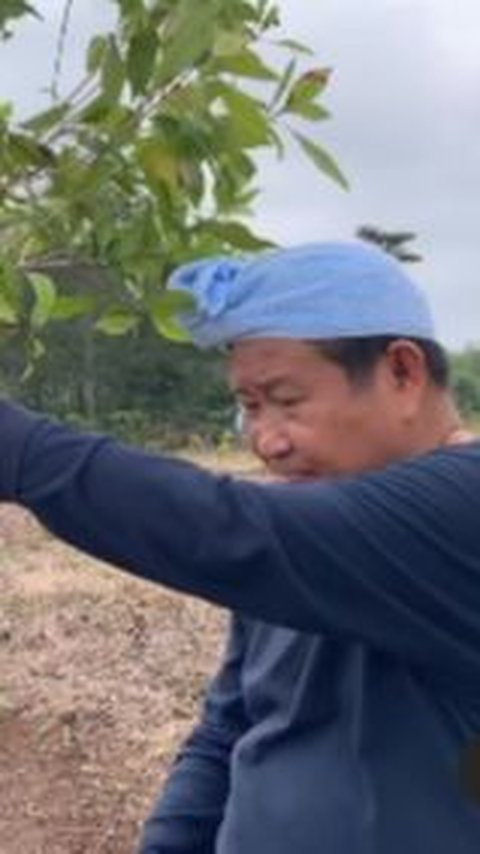 Kepala Diikat Handuk, Jenderal Kini Bertani Tanam Cengkih Sambil Cerita Belanda ke Indonesia