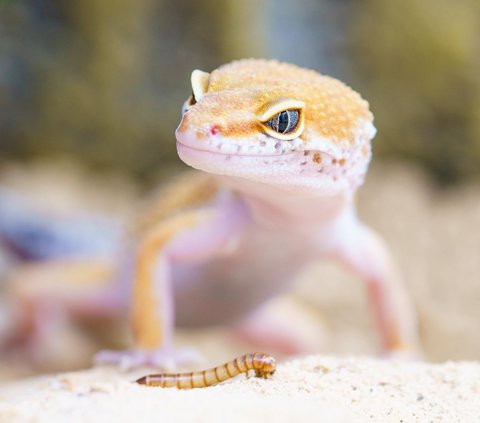 10 Ways to Get Rid of Geckos at Home with Natural Ingredients You Can Try