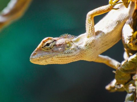 10 Ways to Get Rid of Geckos at Home with Natural Ingredients You Can Try