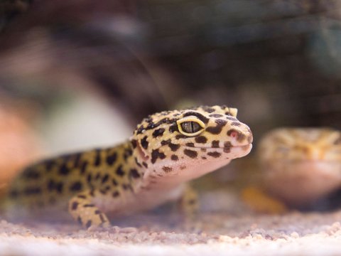 10 Ways to Get Rid of Geckos at Home with Natural Ingredients You Can Try