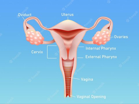 Fungsi Organ Reproduksi Wanita: Bagian Dalam