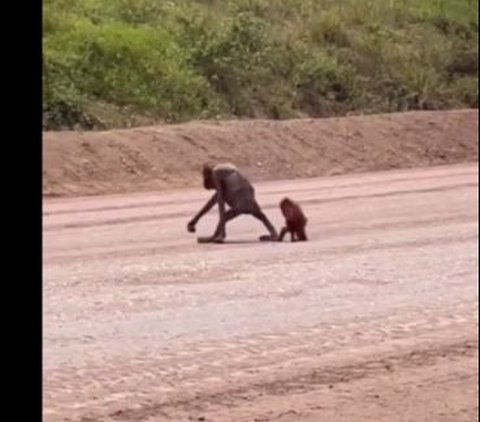 Video itu direkam warga dari atas kendaraannya. Kedua individu Orangutan itu bergerak menuju kawasan rerumputan hijau di sisi kiri jalan tanah itu. Video yang sama juga beredar di media sosial Instagram.