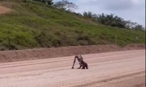 Miris, Video Dua Ekor Orangutan Kurus Kering Melintasi Area Tambang Kutai Timur