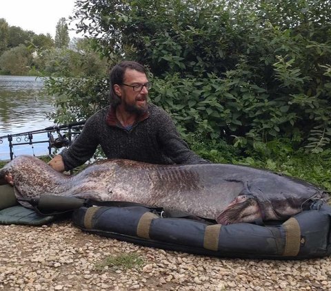Terrifying! Monster Catfish Successfully Caught in England, Its Size is Astonishing