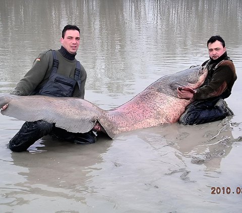 Terrifying! Monster Catfish Successfully Caught in England, Its Size is Astonishing