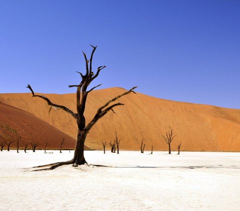 Earth Turns into Barren Land in the End of Time, Drought and World Disorder Occur