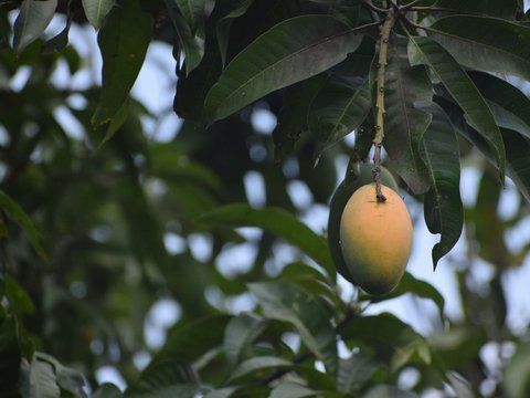 10. The Meaning of Dreaming About a Friend Falling from a Mango Tree