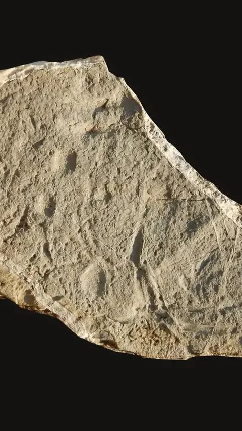 Bagian Teka-Teki Evolusi yang Hilang Ditemukan dalam Batuan Berusia 130 Juta Tahun<br>