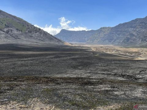 Gunung Bromo Butuh Hingga 5 Tahun untuk Kembali Hijau, Biayanya Capai Rp3,5 Miliar