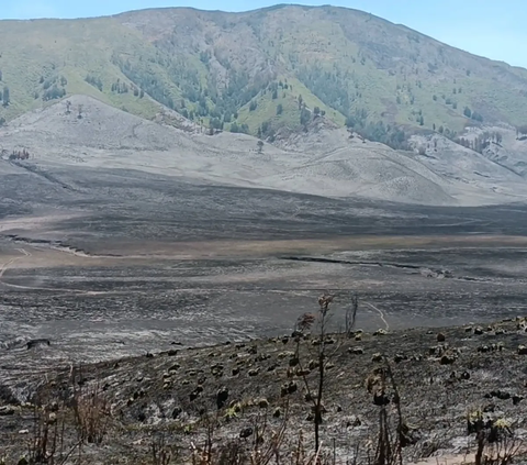 Gunung Bromo Butuh Hingga 5 Tahun untuk Kembali Hijau, Biayanya Capai Rp3,5 Miliar