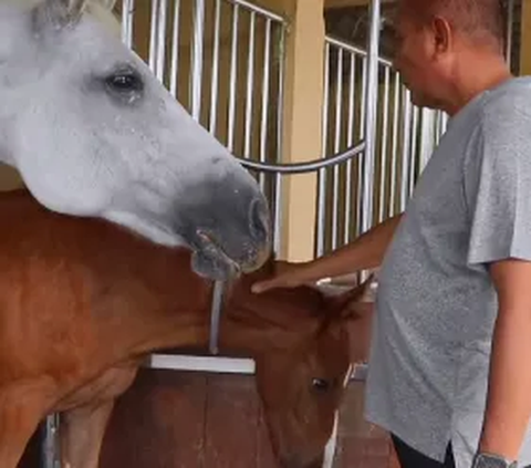 Refreshing Ala Pensiunan Letjen TNI, Pergi ke Kandang Lihat Binatang Ternak dari Kuda Hingga Kambing