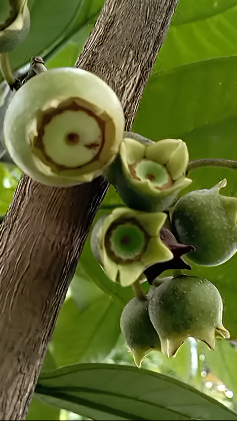 Unik! Ini Deretan Buah dan Tanaman Khas Hutan Baduy, Ada yang Bisa Manipulasi Rasa