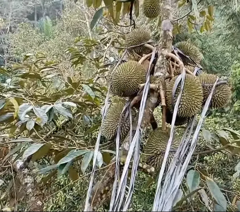 Unik! Ini Deretan Buah dan Tanaman Khas Hutan Baduy, Ada yang Bisa Manipulasi Rasa